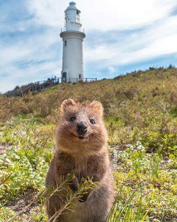 Cute News: Die herzigsten Tierbilder aus dem Internet.