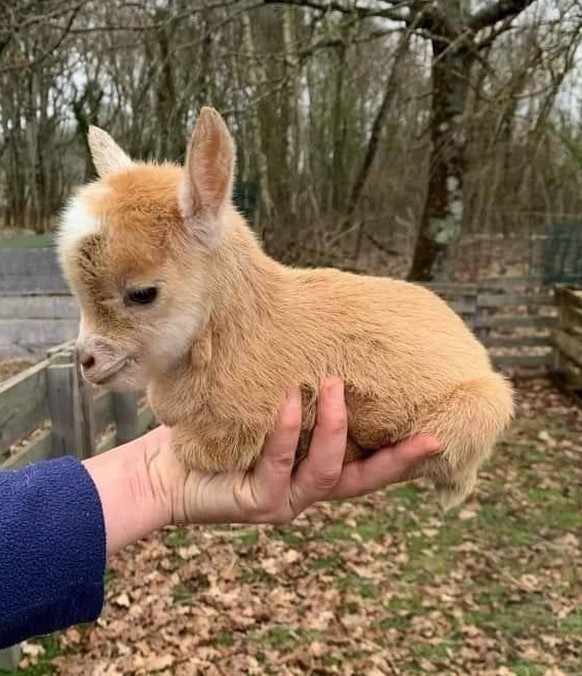 süsse tiere cute news