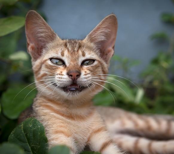 Warum Miauen Katzen Nur Bei Menschen