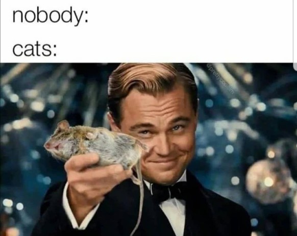 So, endlich Zeit fГјr Fondue. Und PICDUMP! рџ¤¤
Am liebsten noch wenn sie des Nachts in deine Schlafzimmer die Maus wieder rauskotzen.