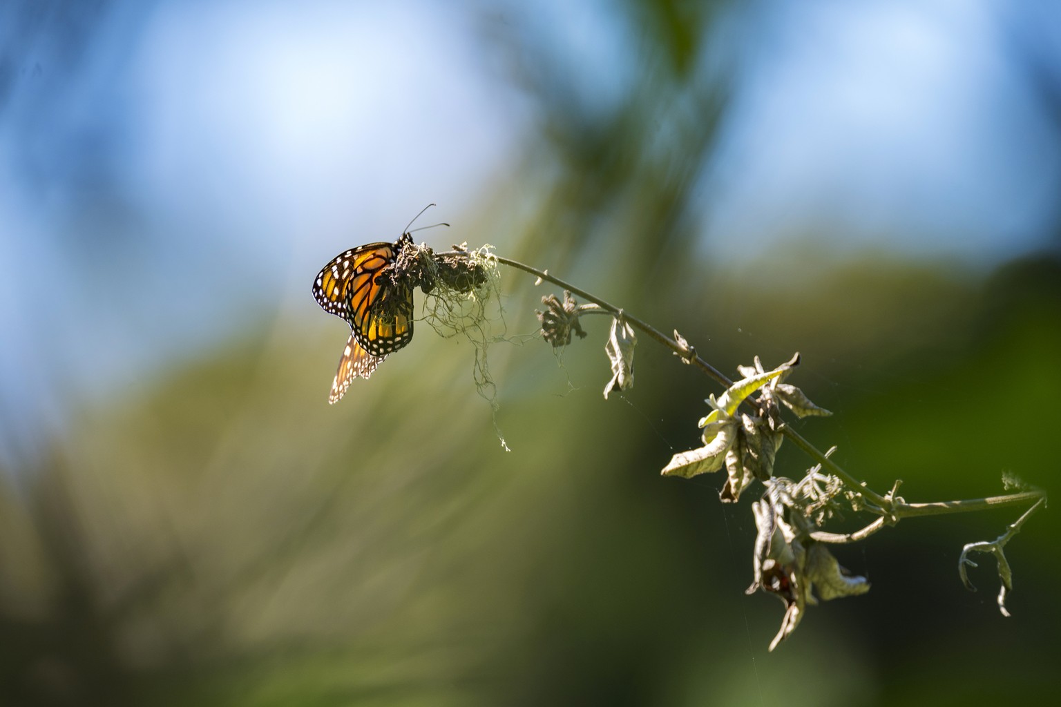 A butterfly lands on a branch at Monarch Grove Sanctuary in Pacific Grove, Calif., Wednesday, Nov. 10, 2021. The number of Western monarch butterflies wintering along California&#039;s central coast i ...