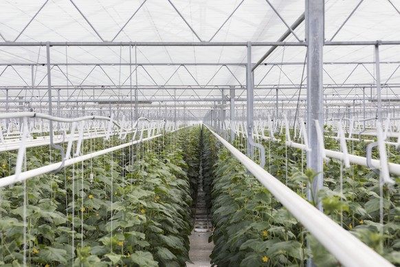 ZUR INBETRIEBNAHME DER CO2-FILTERANLAGE DER FIRMA CLIMEWORKS SENDEN WIR IHNEN HEUTE, MITTWOCH, 31. MAI 2017, FOLGENDES NEUES BILDMATERIAL ZUR VERFUEGUNG --- Hors sol cucumber plants in a greenhouse of ...