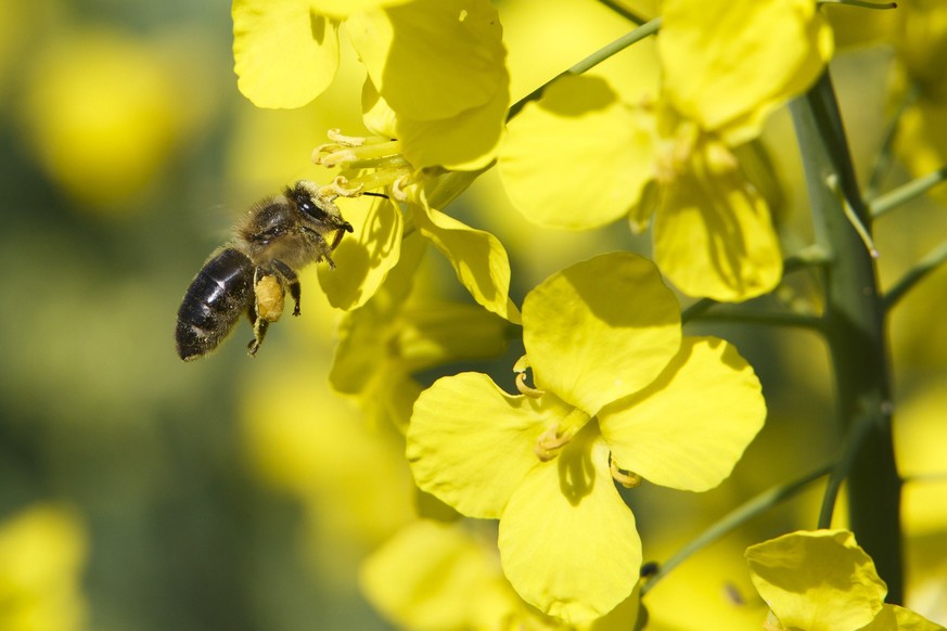 epa06681934 A honey bee collects pollen from a flowering rape (Brassica napus) in Nagyrecse, 205 kms southwest of Budapest, Hungary, 20 April 2018. Rape is widely cultivated in Hungary for its oil-ric ...