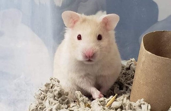 hamster cute news animal tier

https://www.reddit.com/r/hamsters/comments/r0pmv6/so_i_convinced_my_bf_to_get_a_hammy_what_should/
