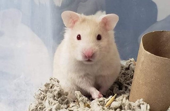 hamster cute news animal tier

https://www.reddit.com/r/hamsters/comments/r0pmv6/so_i_convinced_my_bf_to_get_a_hammy_what_should/