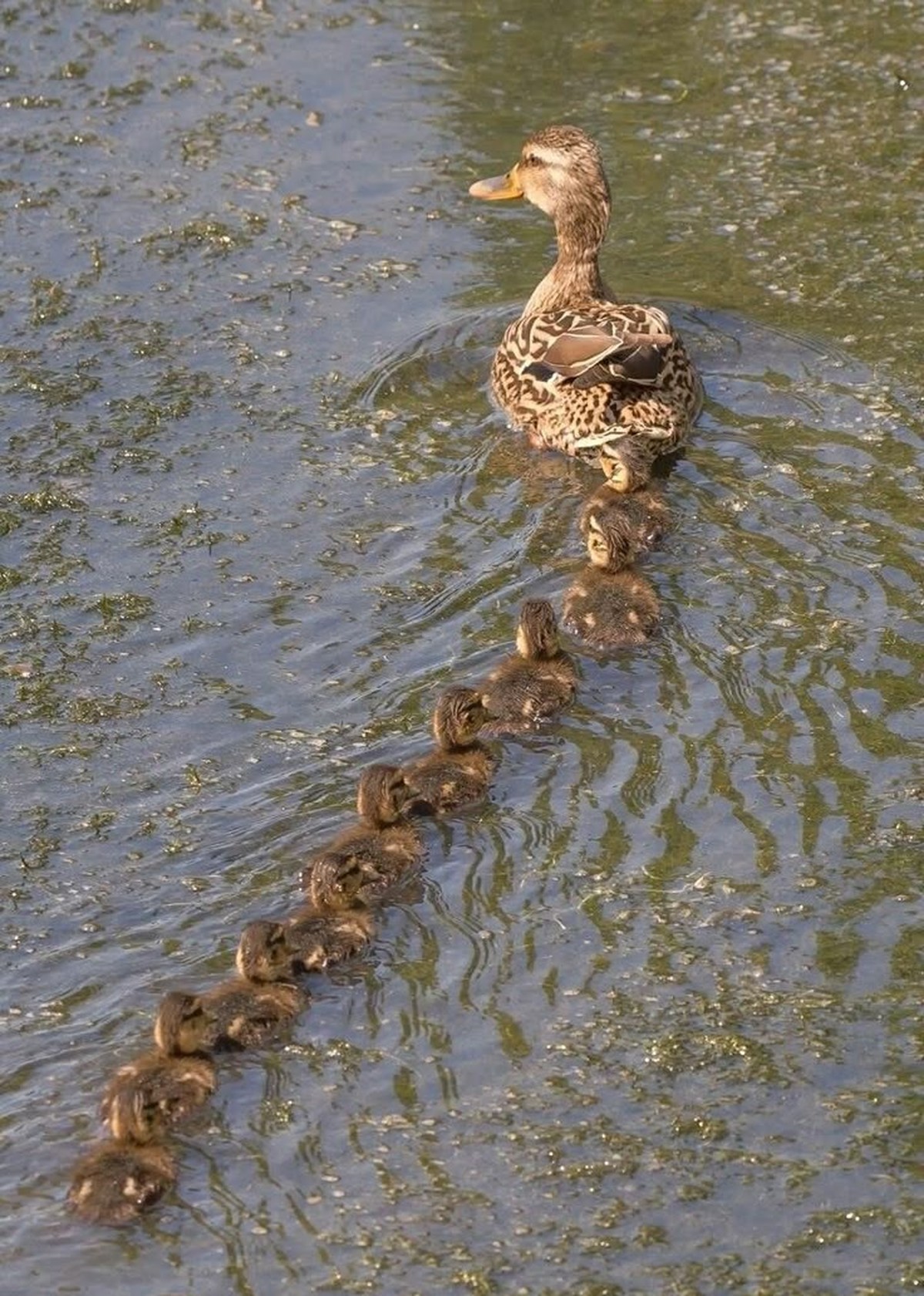 cute news tier ente

https://ch.pinterest.com/pin/1121888957181253667/