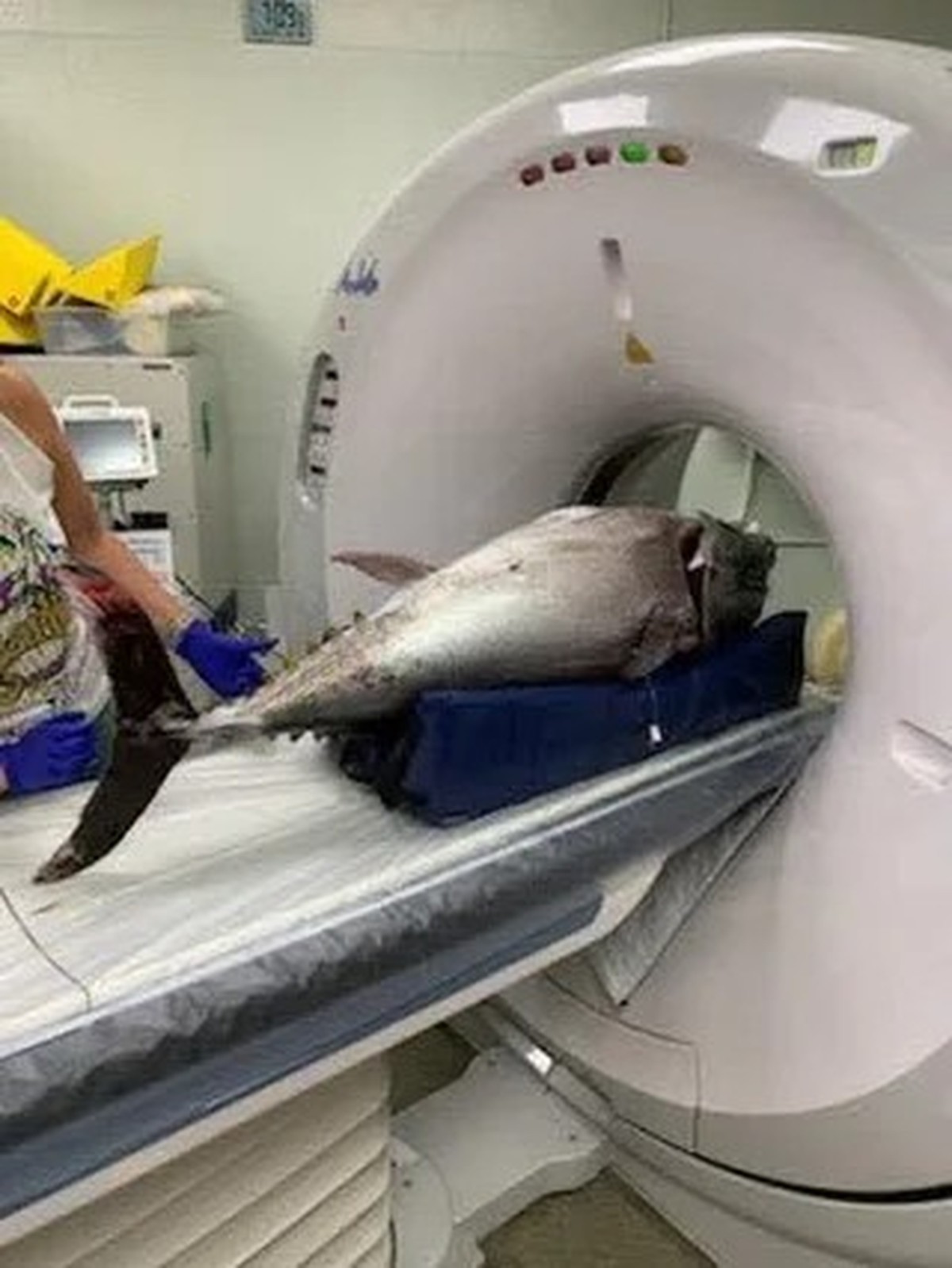 cute news tier fisch

https://www.reddit.com/r/Damnthatsinteresting/comments/1kbzx09/some_of_my_favorite_images_of_animals_getting_ct/#lightbox