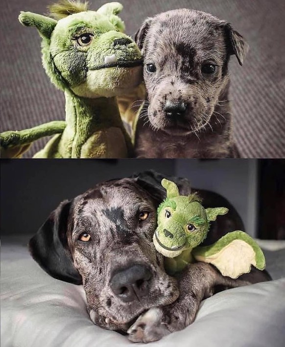 27 wunderliche Tiere, die du sicher noch nicht alle kennst
Für bitzli Cuteness... 😍
