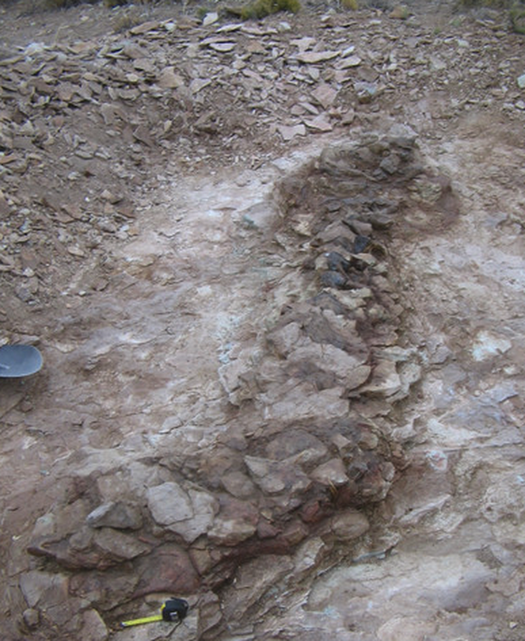 Bicharracosaurus dionidei.