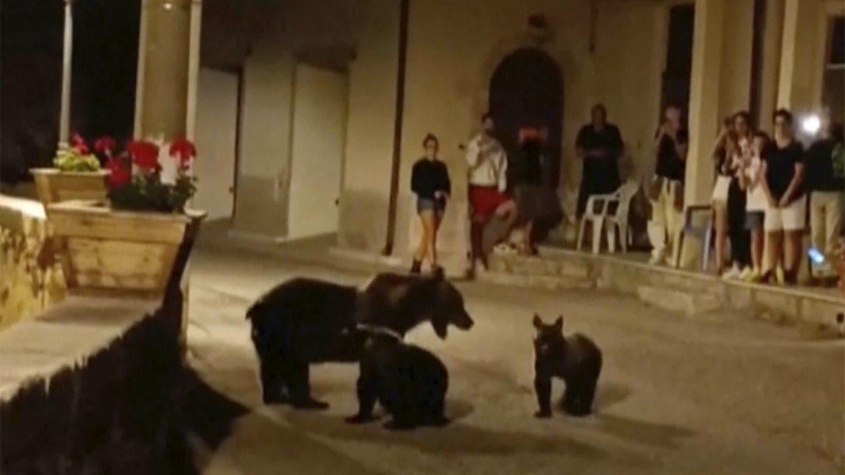 A frame grab from a footage showing a she-bear strolling with her cubs in San Sebastiano Dei Marsi, Italy, Saturday, Aug. 26 ,2023. The Italian iconic mamma bear "Amarena" was killed by rifl ...