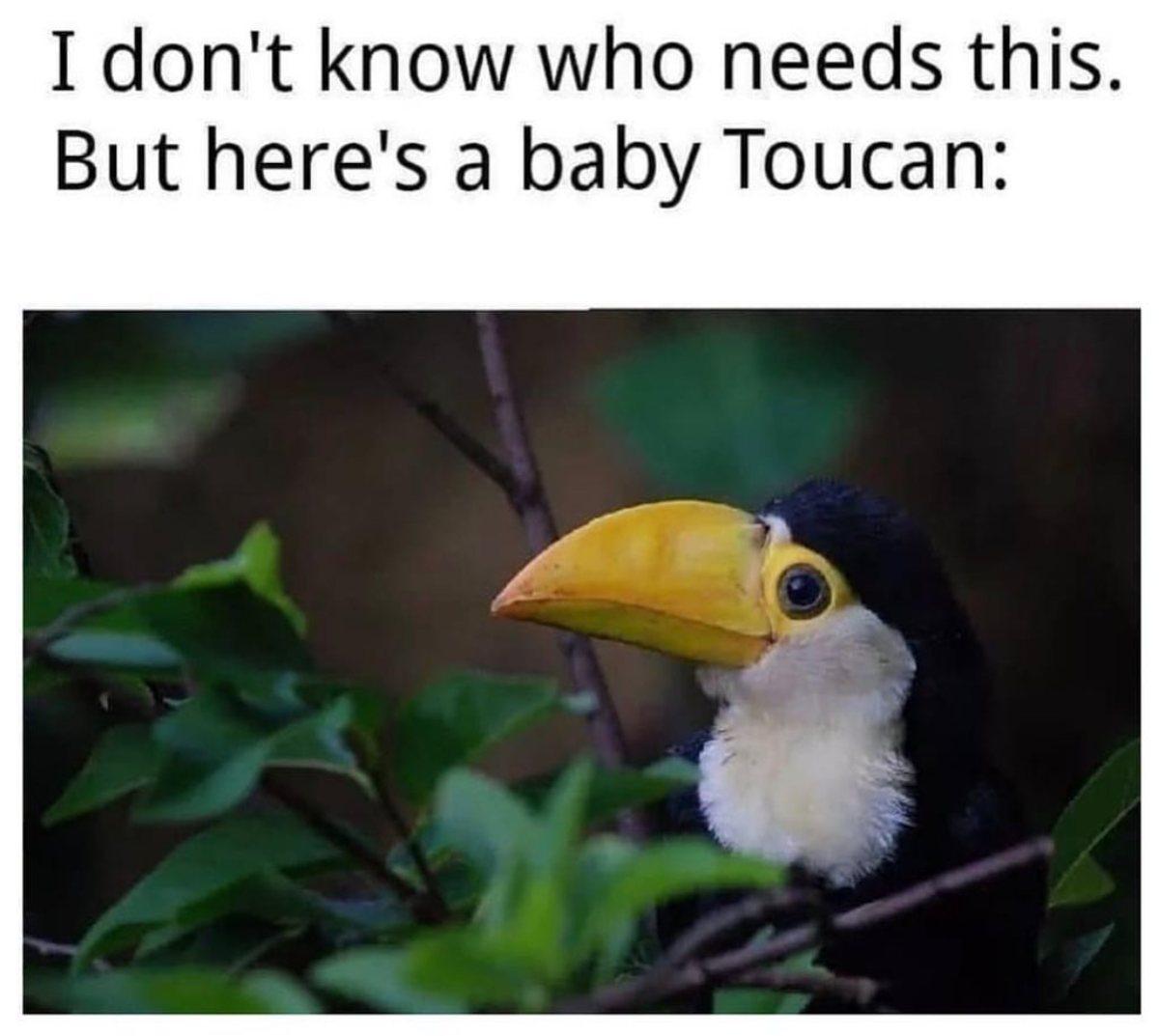 Tucan-Meme