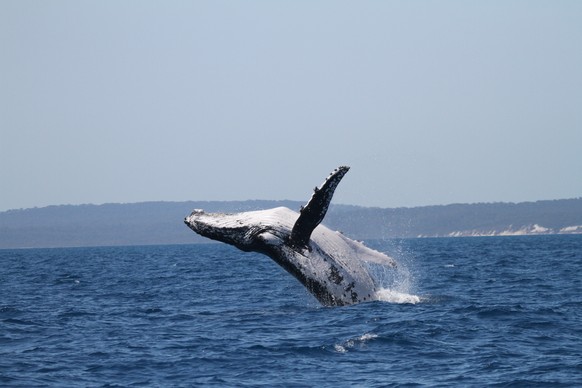 This photo provided by the Pacific Whale Foundation in May 2026, shows a humpback whale breaching off the coast of Australia. (Pacific Whale Foundation via AP)
Humpback Whale Migration