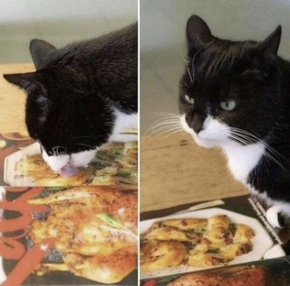 Die lustigsten Fails der Woche: Katze und Pizza