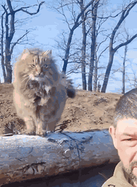 Animiertes GIF