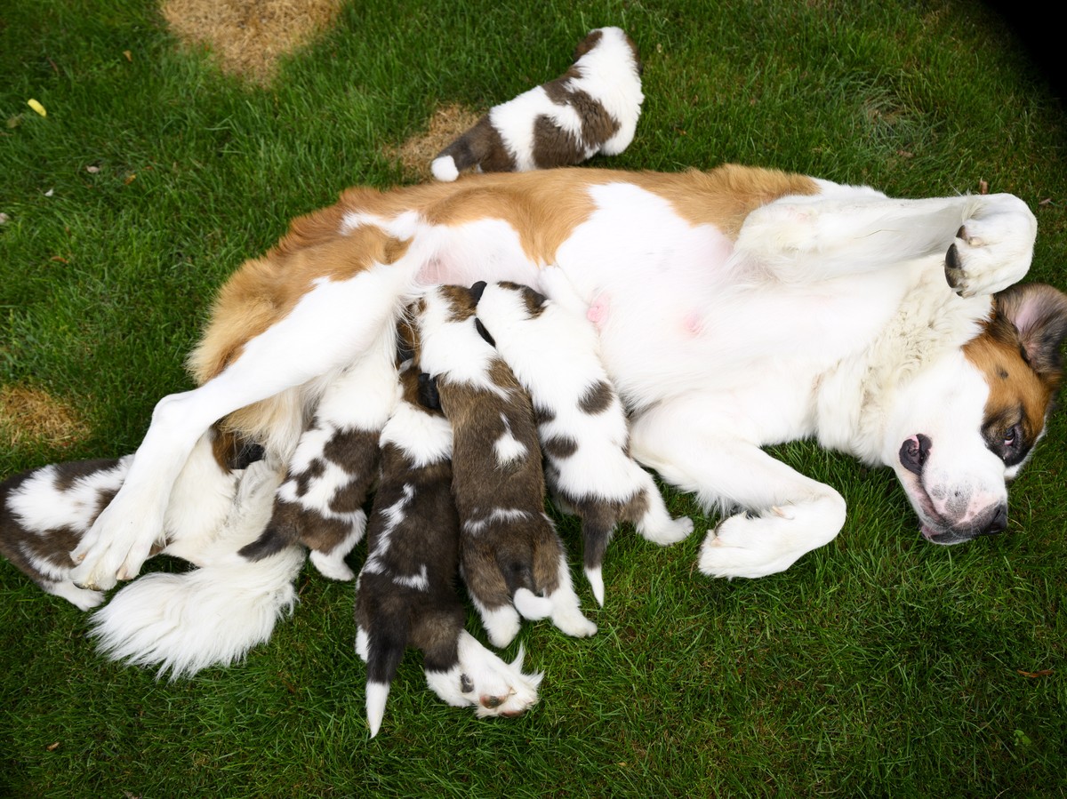 epa10146889 Seven one month old puppies Sant-Bernard feed from their mother "Edene" at the Barry Foundation's kennel, in Martigny, Switzerland, 30 August 2022. The Saint Bernard dog &qu ...