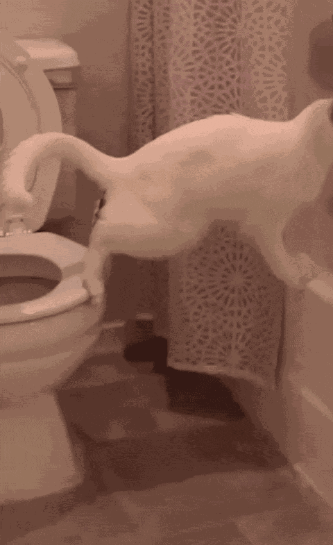Animiertes GIF