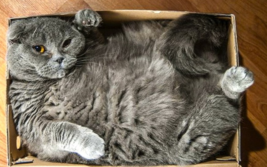 Endlich wissen wir Bescheid: Darum lieben Katzen Kisten