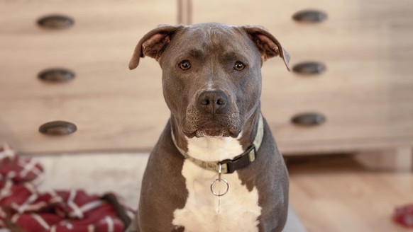 Pitbull