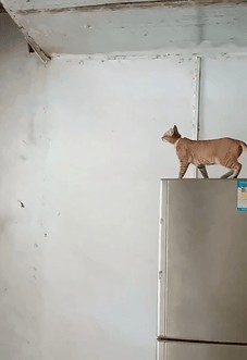 Animiertes GIF