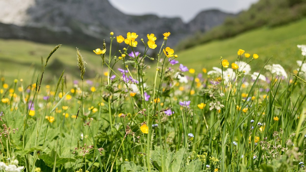 Blumenreiche Magerwiese in St. Antoenien-Partnun im buendnerischen Praettigau, am Donnerstag, 12. Juni 2014. (KEYSTONE/Arno Balzarini)