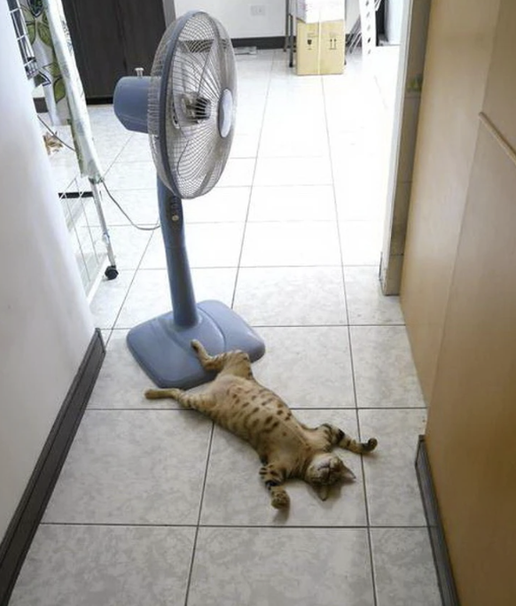 Tipps gegen die Hitze im heissen Sommer