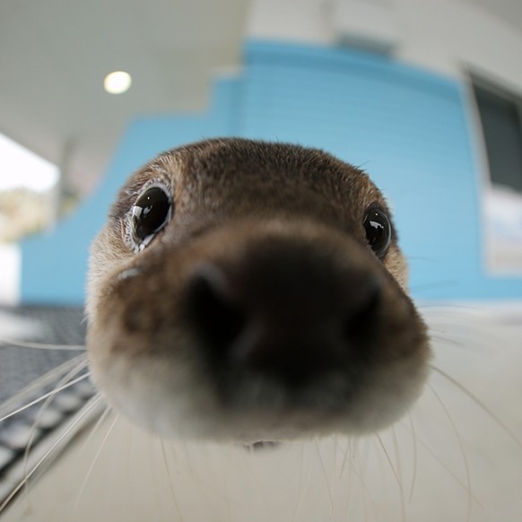 Otter.
Cute News.
http://blog.livedoor.jp/kotsume_fn2/archives/51942216.html