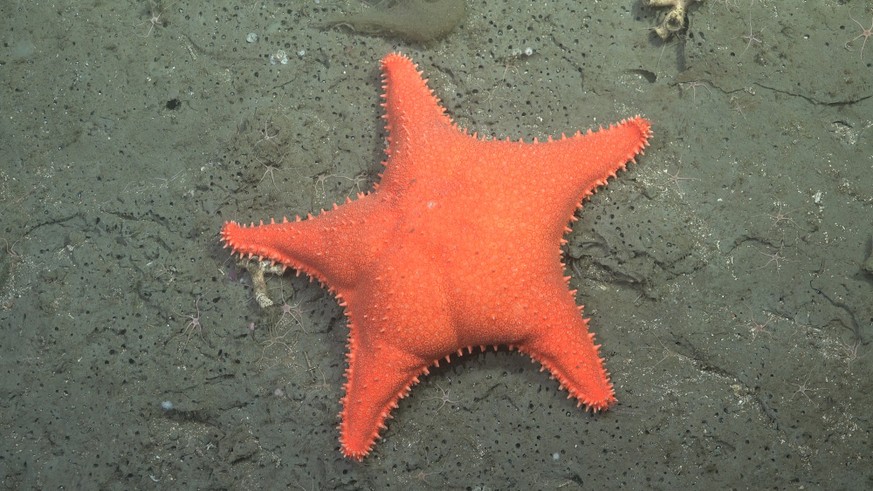 Documented in the Mar del Plata Submarine Canyon off Argentina’s coast. The Mar del Plata submarine canyon, one of Argentina’s largest and deepest underwater canyons, is estimated to be deeper than 35 ...