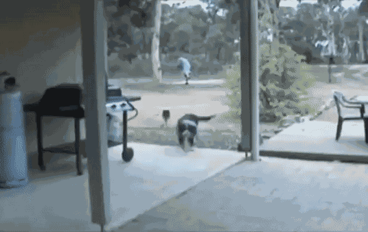Animated GIF