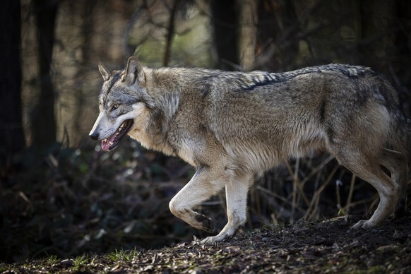 Ein Wolf im Wildpark Bruderhaus, aufgenommen am Montag, 5. Februar 2024 in Winterthur. (KEYSTONE/Michael Buholzer)