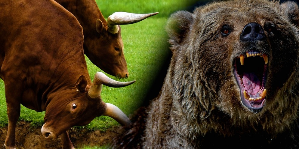 Hat der Stier oder der Bär in der freien Wildbahn die besseren Karten?