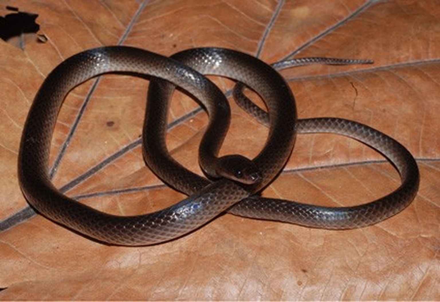 Slash’s groundsnake, Lielaphis slashi
https://mapress.com/zt/article/view/zootaxa.5866.2.6