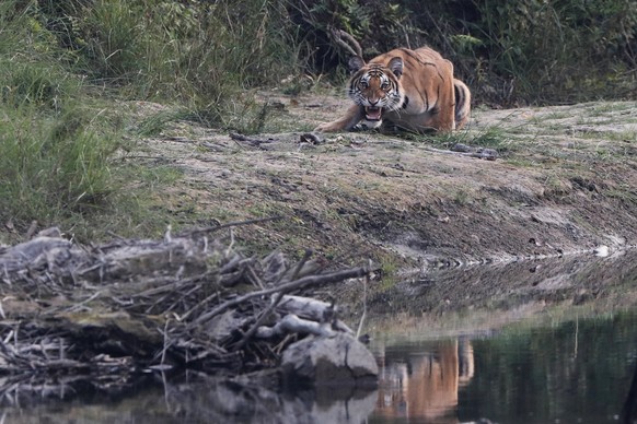 A Royal Bengal Tiger is sighted at Bardiya National Park, Bardiya District, Nepal, Wednesday, March 31, 2021. Previously established as the Royal Karnali Wildlife Reserve in 1976 the Baridiya National ...