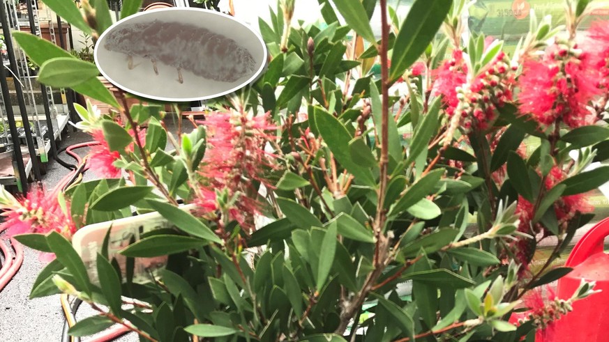 Ripersiella hibisci: Callistemon gekauft? Dann solltest du handeln - Vimarsana News