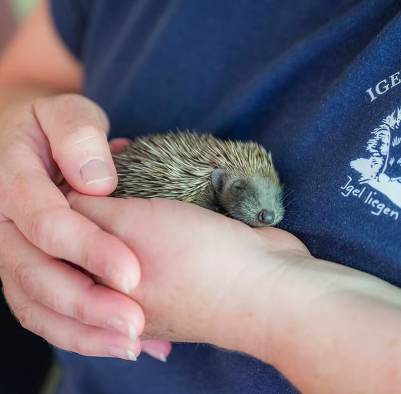 Der Zustand der Igel in der Schweiz alarmiert die Igelstationen und die betreuenden Tierärztinnen.