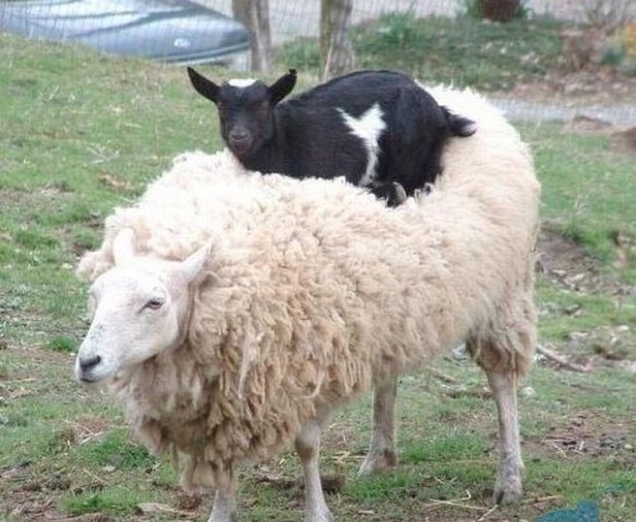 Ziege sitzt auf Schaf.
Cute News
http://justsomething.co/34-hilarious-animals-being-perfect-jerks/3/