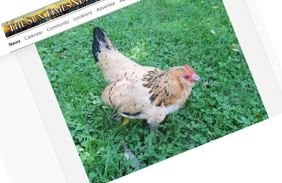 Peanut in the Sun Times News report.