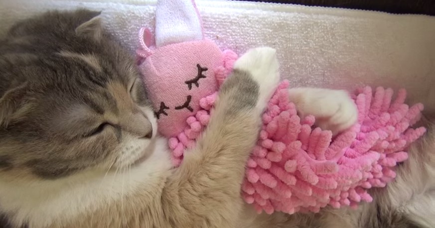 Auch Katzen brauchen ein Nuschi zum Pfusi machen