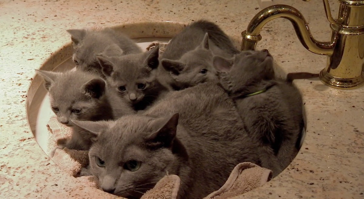 Katzen

http://imgur.com/gallery/3CGZl