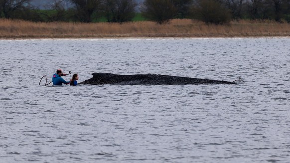 KEYPIX - 03.04.2026, Mecklenburg-Vorpommern, Weitendorf-Hof: Einsatzkräfte der Feuerwehr benetzen den Rücken des Wals, der aus dem Wasser ragt. Der vor Wismar gestrandete Buckelwal ist noch am Leben.  ...