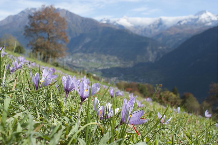 Krokusse in Mund. In der Schweiz wird nur in Mund Safran angebaut, und das seit Jahrhunderten.