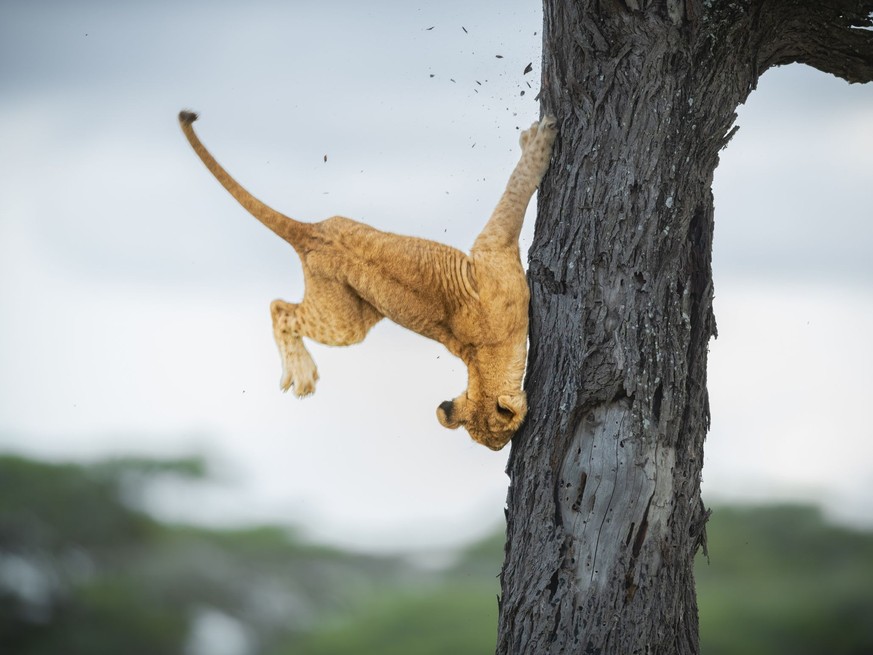 Comedy Wildlife Photography Awards 2022: Hauptgewinner