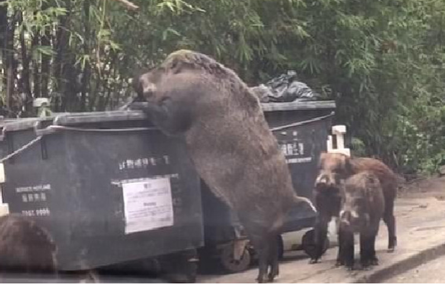 Die Wildsau durchwühlt in Hongkong einen Container nach Nahrung.&nbsp;