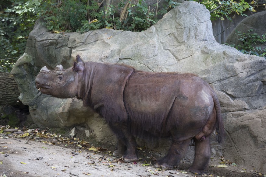 Sumatra-Nashorn Harapan im Zoo von Cincinnati.