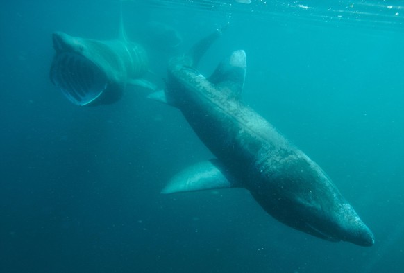 Basking shark feeding off the Cornish coastline. Cornwall, UK. PUBLICATIONxINxGERxSUIxAUTxONLY 1230140 DanxBurton
basking Shark Feeding off The Cornish Coast Line Cornwall UK PUBLICATIONxINxGERxSUIxA ...