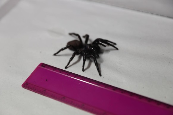 The Australian Reptile Park has received the biggest funnel web spider they have ever had donated to the program that keepers have dubbed MEGASPIDER. Measuring in at 8cm (the average size is 1-5cm) wi ...