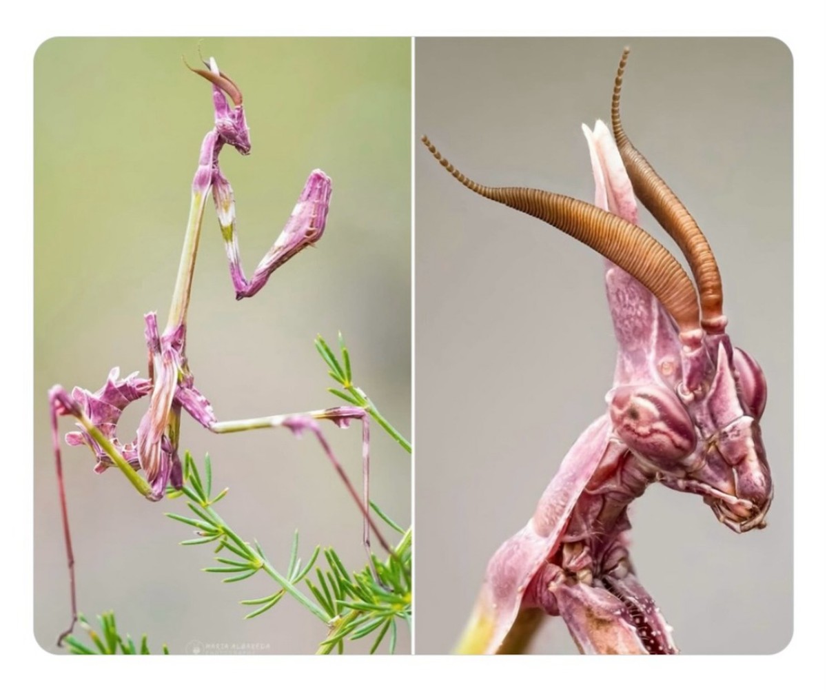 Pink Emperor Mantis. Orchideenmantis

https://www.instagram.com/p/Dd_mF9RAAHs/?stkn=cTRmb3p0Ymkydnhm