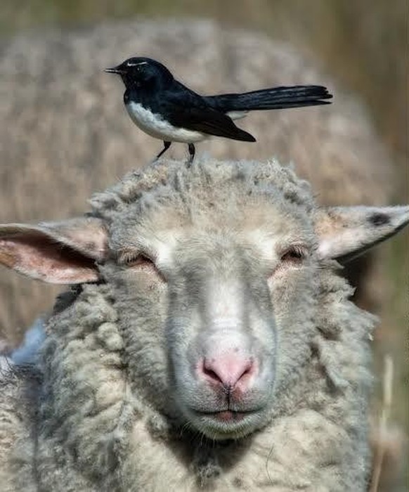 cute news tier Gartenfächerschwanz vogel

https://www.reddit.com/r/Awwducational/comments/1fdmjkc/the_willie_wagtail_is_aggressively_territorial/
