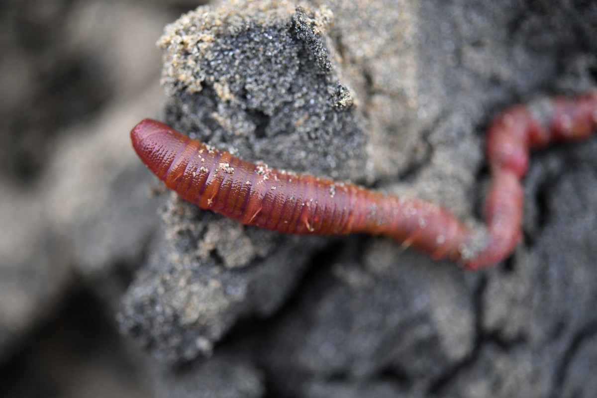 A lugworm or sandworm (Arenicola marina) is pictured on a sandy beach in Saint-Jean-du-Doigt, western France, on May 25, 2022. Hemarina, a Brittany based company, discovered that the blood of a simple ...