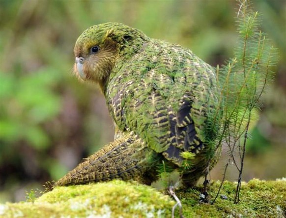 View animal photos NOW!  After that it's the weekend, it's not so colorful, but it has a funny name KAKAPO