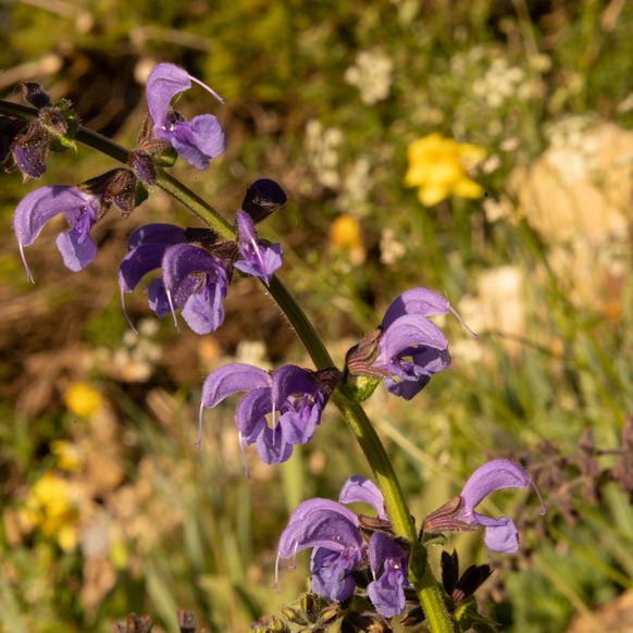 Wiesen-Salbei (Salvia pratensis)